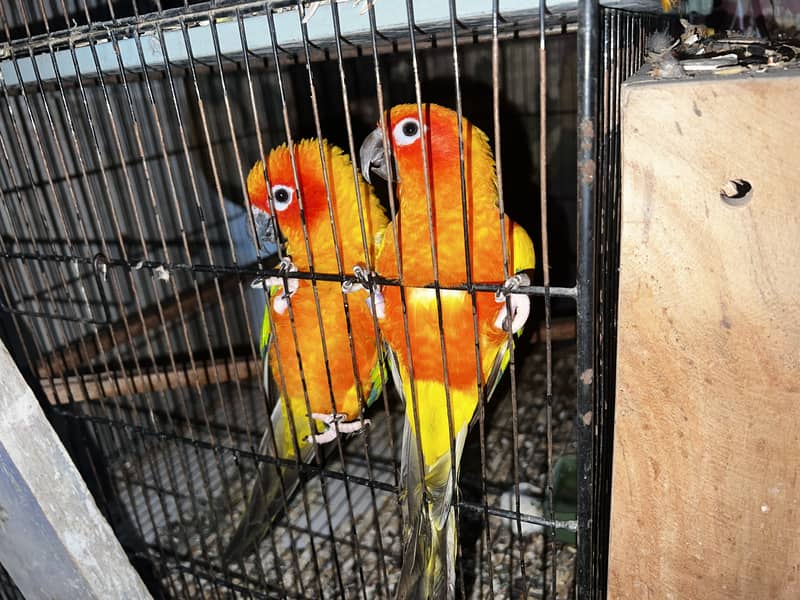 Pineapple Conure & Raw Pairs 11