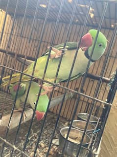 raw parrot pair fix price