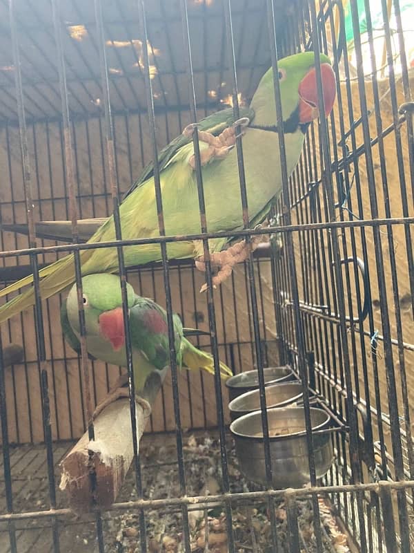 raw parrot pair fix price 2