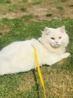 persian cat,male