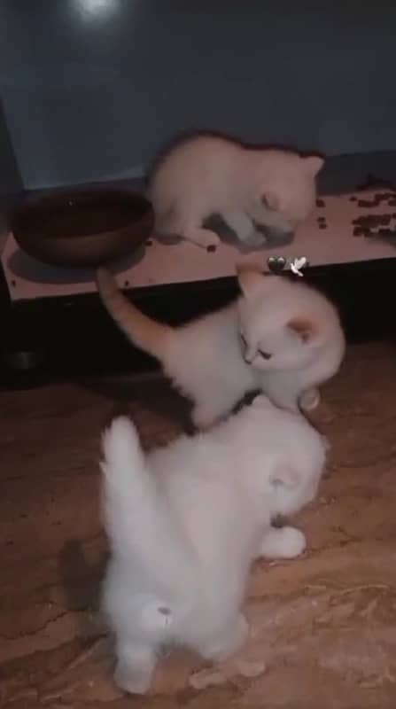 persian cats 0