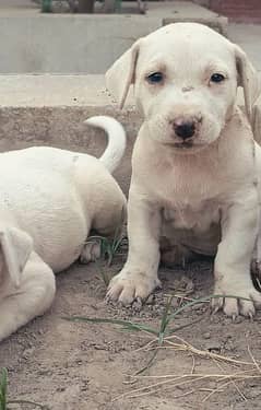 pure gultair puppies available age 1 month