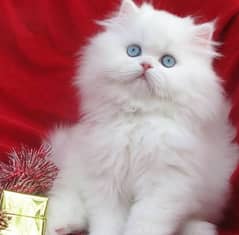 Persian cat | kitten | piki face kittens | triple coat peke face |peki 0