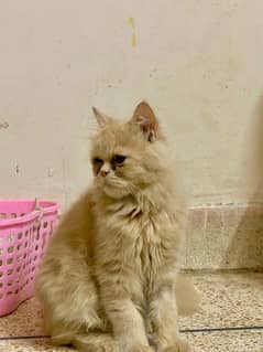 i am selling for persian cats male both for sale age 5to6 months