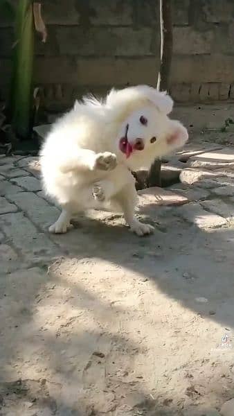 Russian dog for sale pink nose full white colour 1