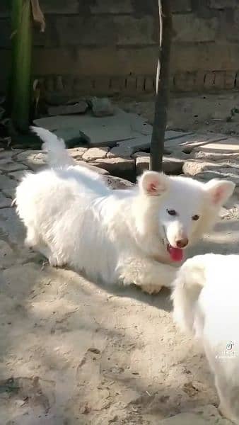 Russian dog for sale pink nose full white colour 2