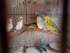 budgies