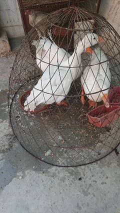 for sale ducks