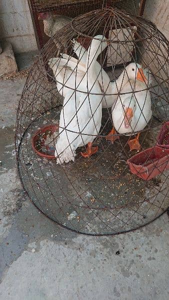 for sale ducks 1