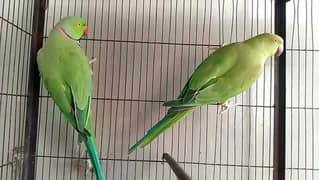 Green ringneck tame talking pair