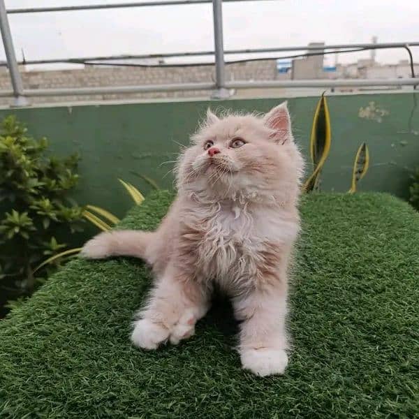 Persian Cats Available 03207679060 Whattsapp Contact me 1