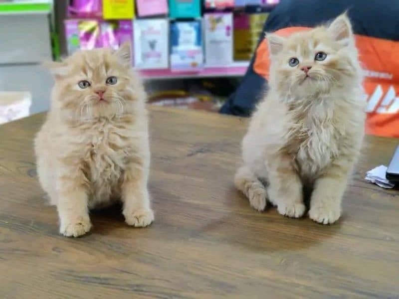 Persian Cats Available 03207679060 Whattsapp Contact me 2