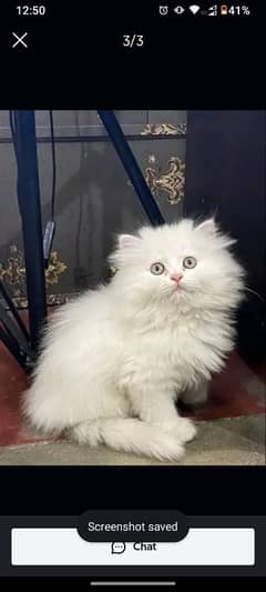 Persian Cats Available 03207679060 Whattsapp Contact me 0