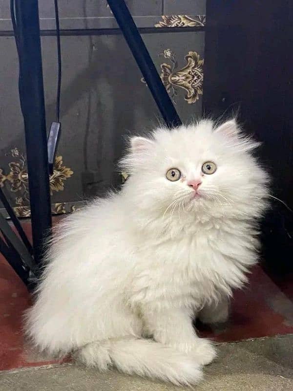 Persian Cats Available 03207679060 Whattsapp Contact me 1