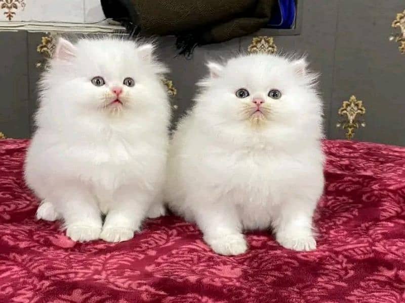 Persian Cats Available 03207679060 Whattsapp Contact me 2