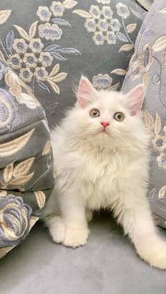 Persian Cats Available 03207679060 Whattsapp Contact me 0