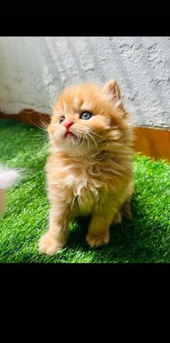 Persian Cats Available 03207679060 Whattsapp Contact me