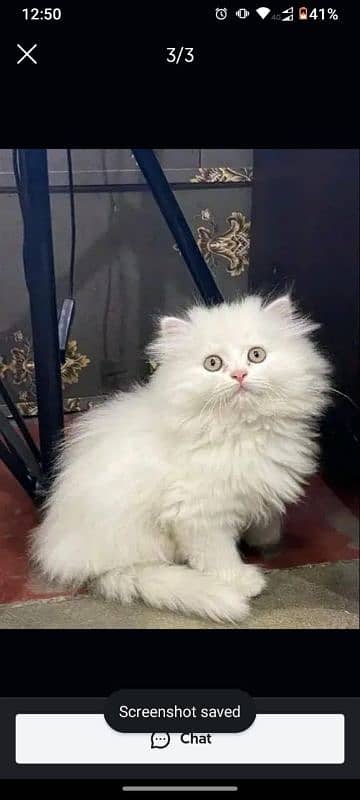 Persian Cats Available 03207679060 Whattsapp Contact me 1