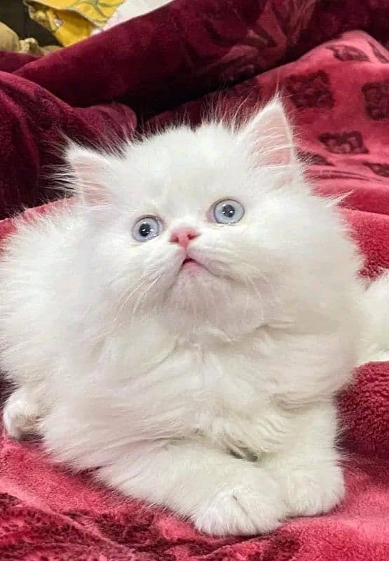 Persian Cats Available 03207679060 Whattsapp Contact me 2