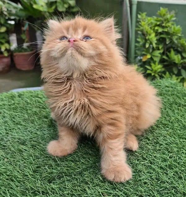 Persian Cats Available 03207679060 Whattsapp Contact me 3