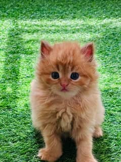 Persian Cats Available 03207679060 Whattsapp Contact me 0