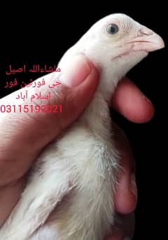 Heera Breeder / Heera Chicks / Heera Murgha/ Aseel