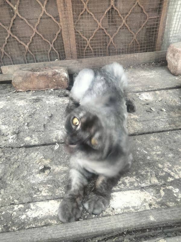 gray persian 2