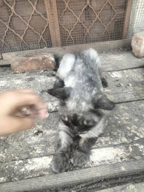 gray persian 3