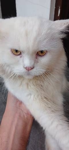 Persian triple coated cat