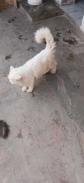 Persian triple coated cat 1