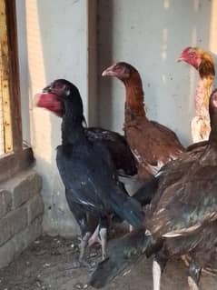 pur Aseel Sindhi breed for sale 03047684957 what's up