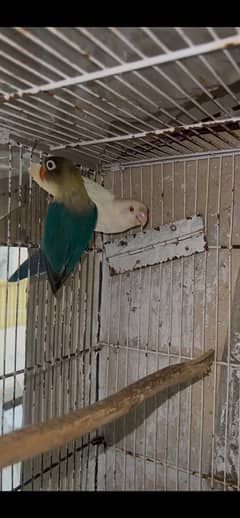 albino red eye parblue ino lutino personata love birds lovebirds