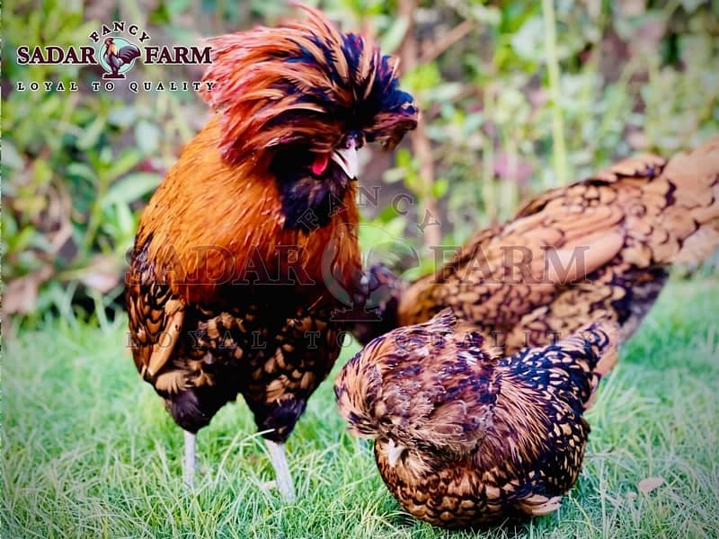 Fancy Breeds kay Eggs & Chicks   For Sale 14