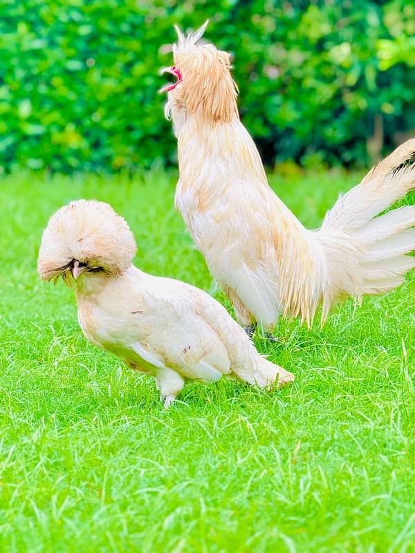 Fancy Breeds kay Eggs & Chicks   For Sale 16