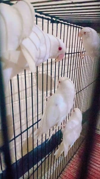 Albino Red eyes Breeder pair available. 1