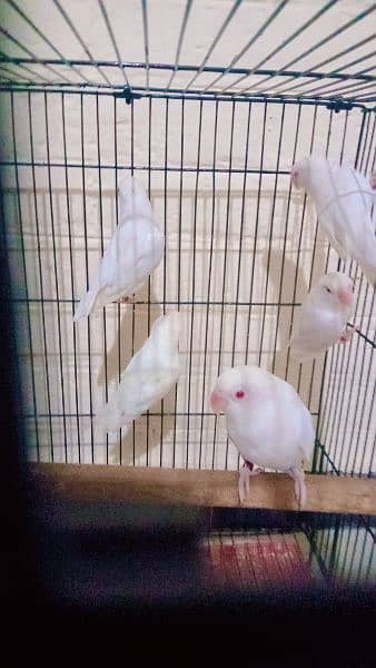 Albino Red eyes Breeder pair available. 2