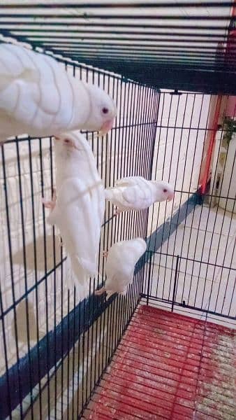 Albino Red eyes Breeder pair available. 3