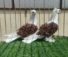 Fancy Pigeons Available