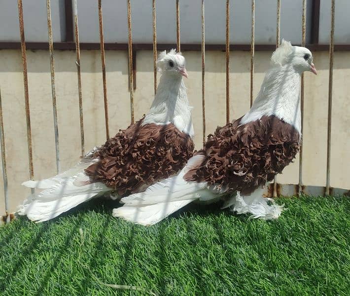 Fancy Pigeons Available 0