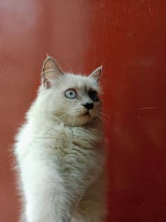 Himalayan female cat