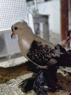 Swalle pigeon for sale