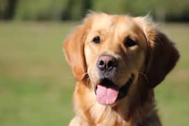 Golden retriever pure breed imported from abroad pedigree