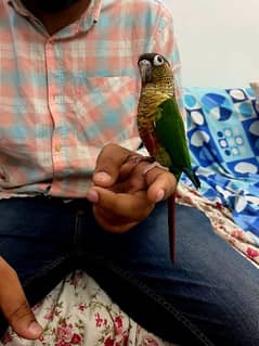 yellow side conures