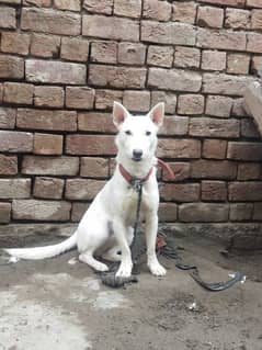 Russian Dog  Male Age 6 month Full active Dog Children Friendly 0