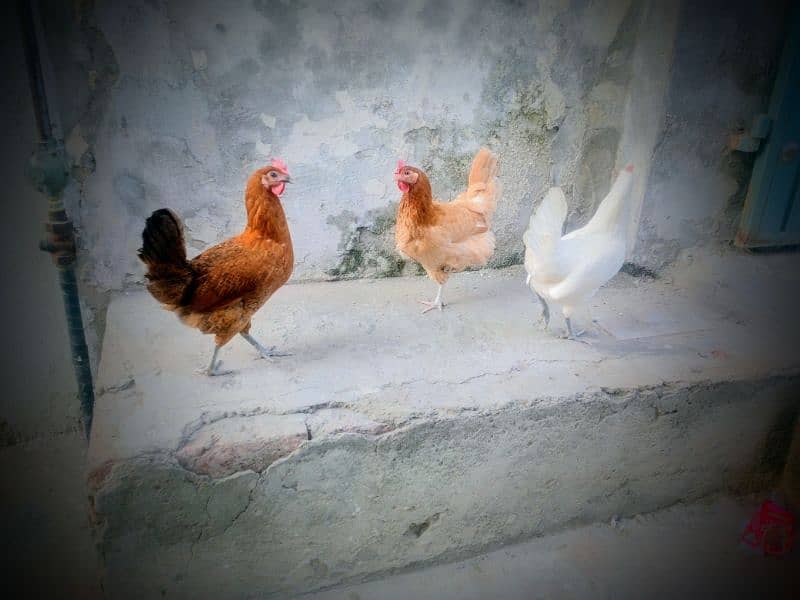 Eggs laying hens available 2