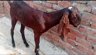 Bakri For Sale 0