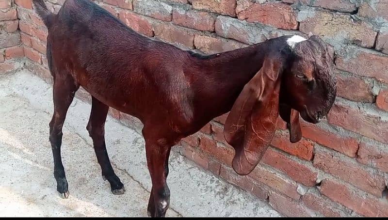 Bakri For Sale 1