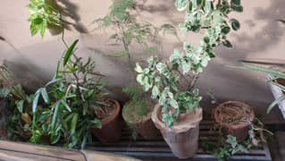 Ornamental Plants with Pots