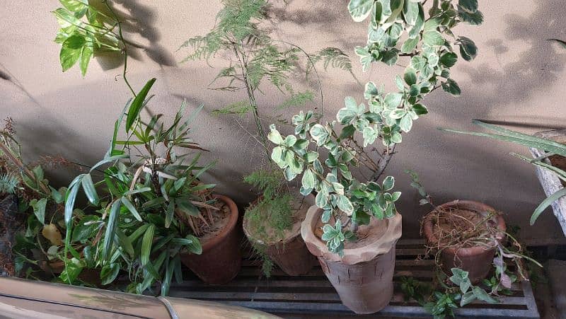 Ornamental Plants with Pots 0