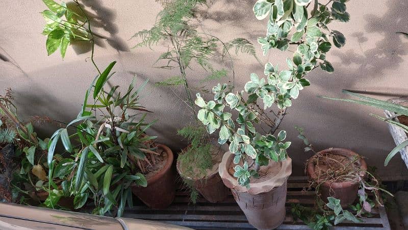 Ornamental Plants with Pots 1